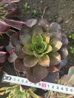 2026年最新】魅金ローズ アエオニウムの人気アイテム - メルカリ