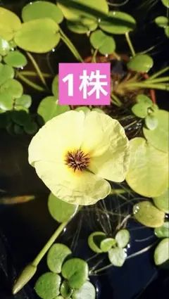 ウォーターポピー1株　無農薬　ビオトープ 水生植物のサムネイル