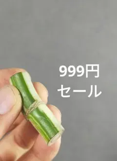 【M3】斑入りモンステラ ホワイトタイガー カット茎 成長点1つのサムネイル