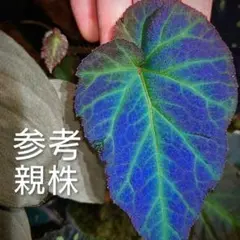 【青光り】Begonia sp.Sumatera Utaraのサムネイル