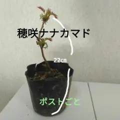 せつ様 リクエスト 2点 まとめ商品