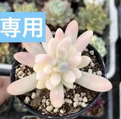 同梱　多肉植物　摘芯株　乙女心錦　抜き苗