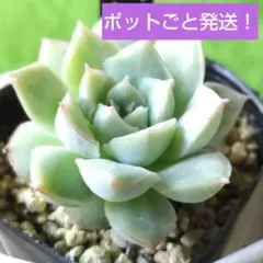 miu様 リクエスト 4点 まとめ商品