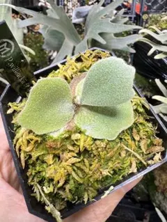 2026年最新】伊弉諾 ビカクシダの人気アイテム - メルカリ