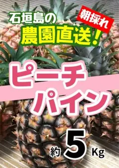 沖縄県石垣島産 ピーチパイン 約5kg 農園直送 朝採れのサムネイル