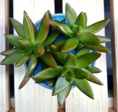 陶器鉢付き 多肉植物アレンジ｜インテリアにおすすめのサムネイル