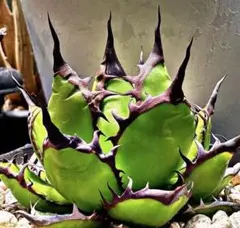 AGAVE TITANOTA FO-76 実生株 子株 - メルカリ
