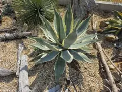 アガベ アメリカーナ マシュマロクリーム ドライガーデン