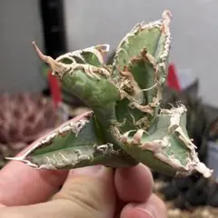 アガベ　チタノタ　オテロイ　台湾ゴジラ　太鋸歯　ゴリトップ　極上株　17 アガベ チタノタ オテロイ 台湾ゴジラ 太鋸歯 ゴリトップ 極上株 17