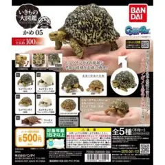 いきもの大図鑑　ガチャ　かめ05 全5種　コンプリートセット　未開封