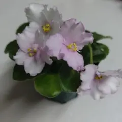 セントポーリアミニ 薄ピンクの花色のサムネイル