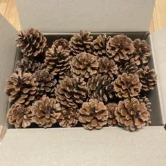 ハンドメイド　松ぼっくり大きめ20個〜