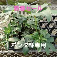 ポンタ様専用✿新春セール✿②クリスマスローズ9苗セット