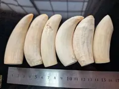 マッコウ鯨歯　本物　詰まってる歯！ 美品6本320グラム マッコウ鯨歯 本物 詰まってる歯！ 美品6本320グラム - メルカリ