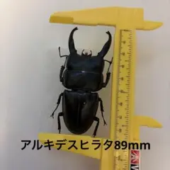 馬度産ヒラタ&オキナワヒラタ&ネブト - メルカリ