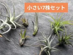 2026年最新】イオナンタ バリエガータの人気アイテム - メルカリ