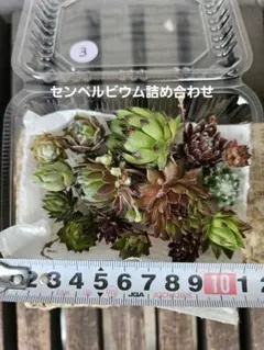 2026年最新】多肉植物 センペルビウム セットの人気アイテム - メルカリ