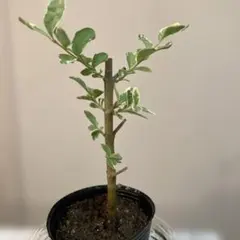薔薇 キングローズ つるバラ 2025年分 挿し木 根付き・抜き苗 - メルカリ
