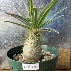 パキポディウム グラキリス 実生 5年株 鉢植え発送 5号鉢 - メルカリ