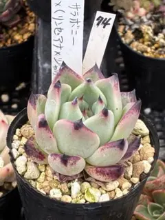 74 サラボニー✖️（リンゼアナ✖️ジャッカル）エケベリア　実生　交配　多肉のサムネイル