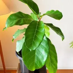 B級品/大型観葉植物】波打つ大きな葉が魅力♪フィカス