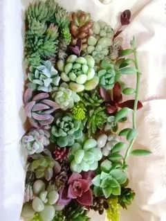 多肉植物　カット苗　ちまちま寄せセットA
