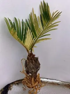 ソテツ葉.メルカリ便.25日まで.本日お値下げ. ソテツの葉*22日まで - メルカリ