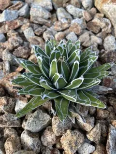 2025年最新】笹の雪の人気アイテム - メルカリ