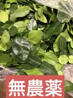 2026年最新】コブミカン 種の人気アイテム - メルカリ