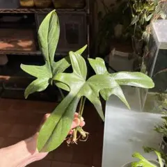 3本！　フィロデンドロン　フロリダ　カット苗　観葉植物のサムネイル