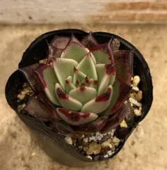 blue-blue bird様 リクエスト 3点 まとめ商品