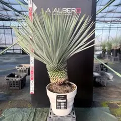 2025年最新】ユッカロストラータ 種の人気アイテム - メルカリ