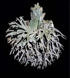 t*o様 P. willinckii ’Jenny’ TC P. willinckii 'Jenny' TC 1631 P. willinckii 'Jenny' TC 1617