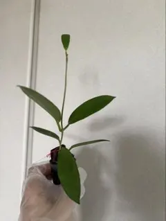 Hoya pubicalyx “Black Dragon”のサムネイル