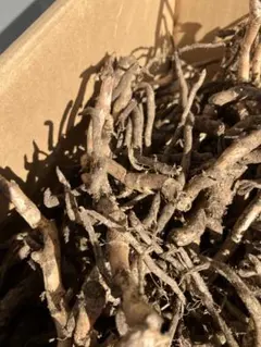 2026年最新】みょうがの人気アイテム - メルカリ