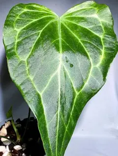 2026年最新】レアアンスリウムの人気アイテム - メルカリ