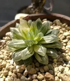 ハオルチア 京の花火 マリン錦 オブツーサ 斑入り 美株のサムネイル