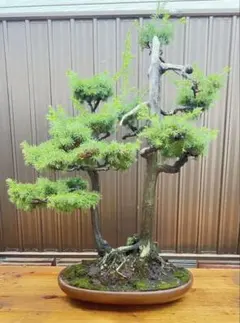 大型赤蝦夷松盆栽14本立てa ta983d8様用 - メルカリ