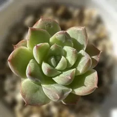 エレガンスクィーン エケベリア 多肉植物