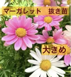 もふฅプロフ必読!！様 リクエスト 3点 まとめ商品 - メルカリ