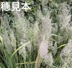 ドライフラワー用チガヤフレッシュ200本あまり - メルカリ