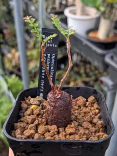 ©*H様 オペルクリカリア パキプス　根挿し　 塊根植物　ゆうパケットプラスのサムネイル