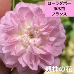 2026年最新】ローラダボーの人気アイテム - メルカリ