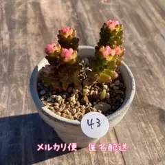 2025年最新】レッドベリー 錦の人気アイテム - メルカリ