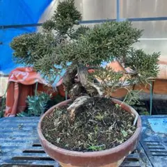 2026年最新】真柏盆栽の人気アイテム - メルカリ