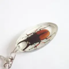 「サラシンツヤクワガタ」 本物 昆虫 キーホルダーのサムネイル
