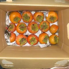 なす太郎様専用 兵庫県産 甘柿 10kg＋α 種有り 農薬無使用 No.3