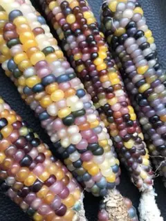 sixty & lefty様 リクエスト 3点 まとめ商品