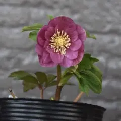 2026年最新】蜃気楼 クリスマスローズの人気アイテム - メルカリ