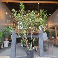 現品］1番 ピラミッドアジサイ 9号 植物 紫陽花 ノリウツギ 落葉低木